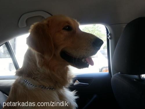 zındık Erkek Golden Retriever