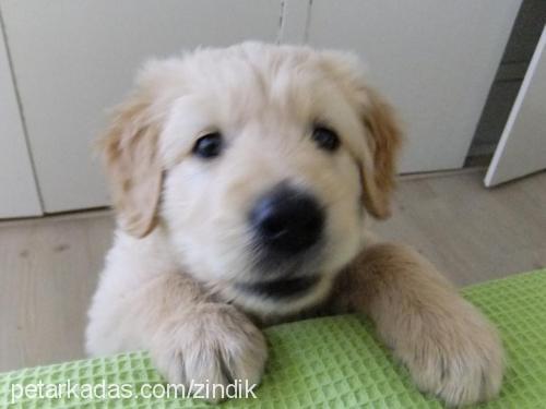 zındık Erkek Golden Retriever