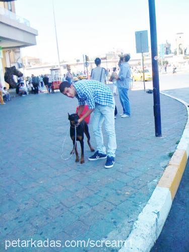 rüzgar Dişi Doberman Pinscher