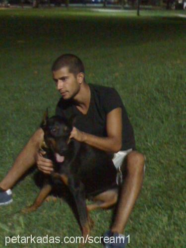 rüzgar Dişi Doberman Pinscher