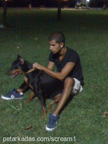 rüzgar Dişi Doberman Pinscher