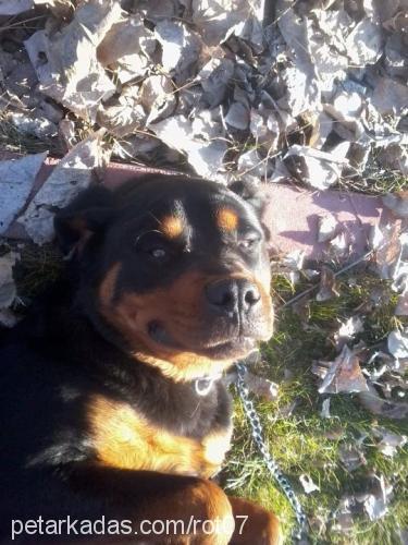 rot Erkek Rottweiler