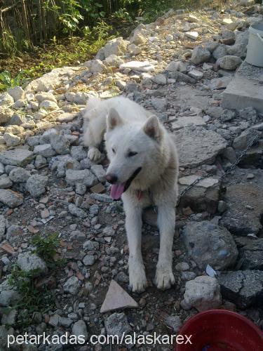 rex Erkek Alaskan Malamute