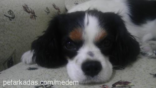 gofret Erkek Cavalier King Charles Spanieli