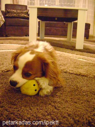 tarçın Erkek King Charles Spaniel