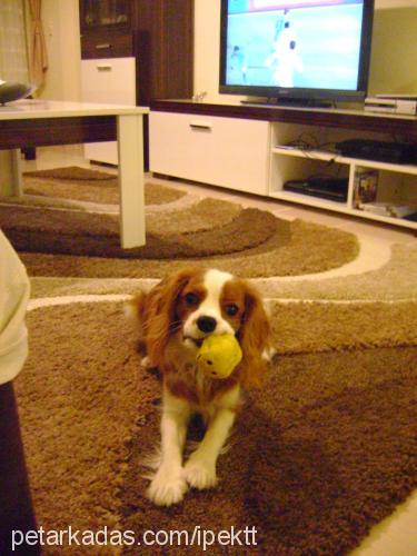 tarçın Erkek King Charles Spaniel