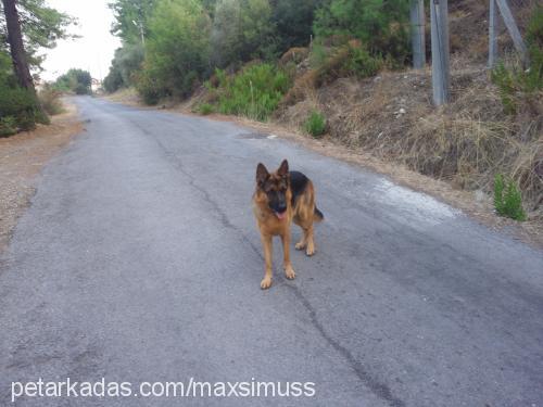 marley Erkek Alman Çoban Köpeği