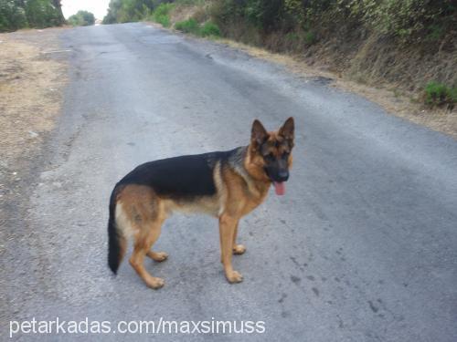 marley Erkek Alman Çoban Köpeği