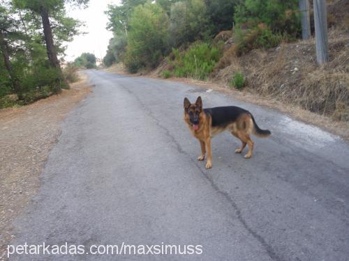 marley Erkek Alman Çoban Köpeği