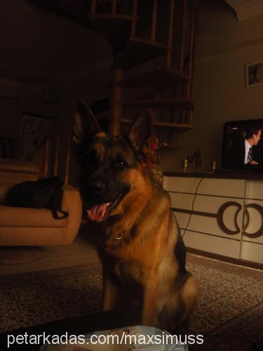 marley Erkek Alman Çoban Köpeği