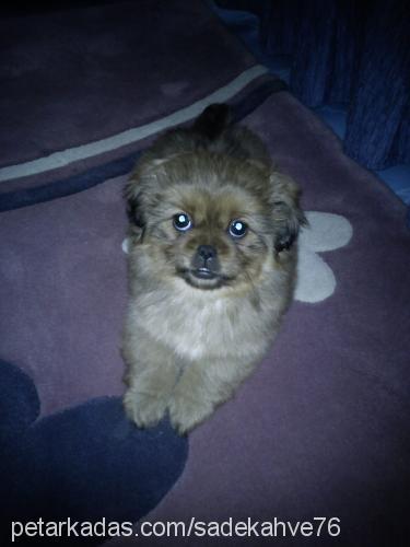 liliiii Dişi Pekingese