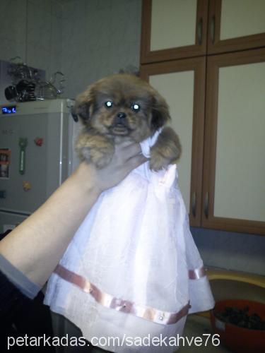 liliiii Dişi Pekingese