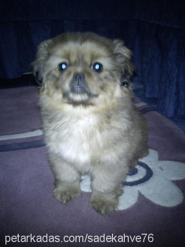 liliiii Dişi Pekingese