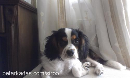 şiro Erkek King Charles Spaniel