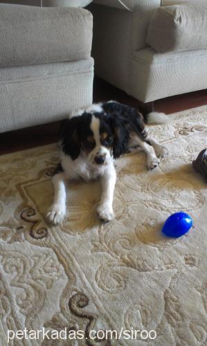 şiro Erkek King Charles Spaniel