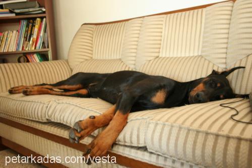 hachi Dişi Doberman Pinscher