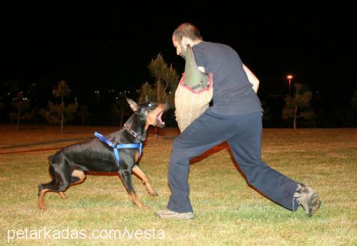 hachi Dişi Doberman Pinscher