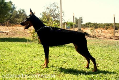 hachi Dişi Doberman Pinscher