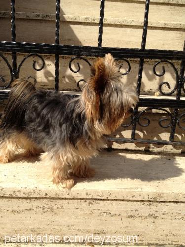 daisy Dişi Yorkshire Terrier