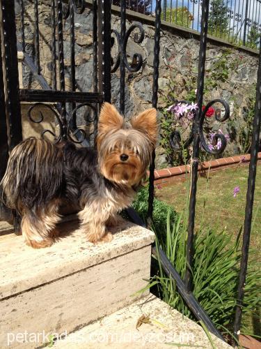 daisy Dişi Yorkshire Terrier