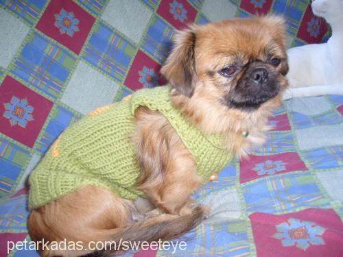 sushi Dişi Pekingese