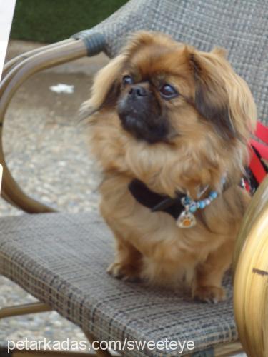 sushi Dişi Pekingese