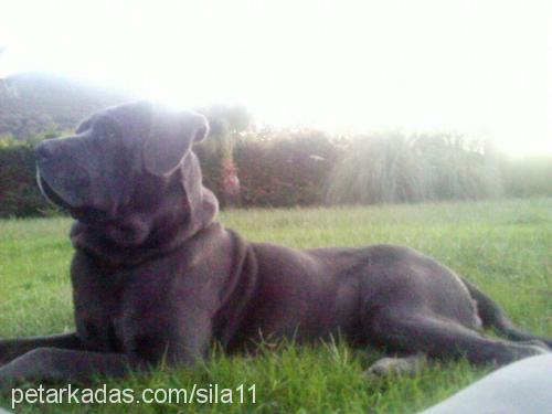 şila Dişi Cane Corso Italiano