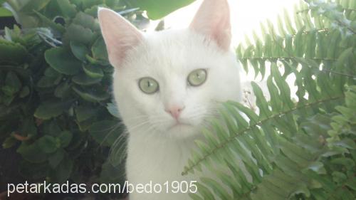 osman Erkek Ankara Kedisi (Angora)