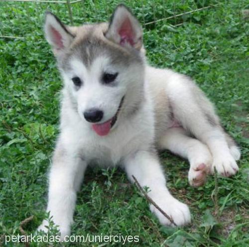 kurt Erkek Alaskan Malamute