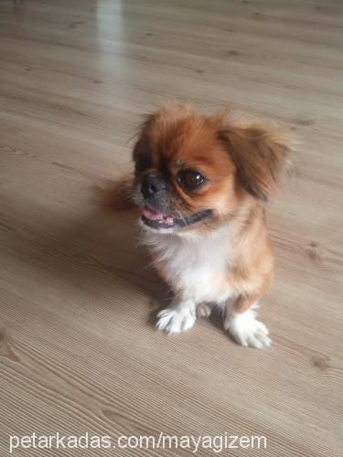 Şivaa Dişi Pekingese