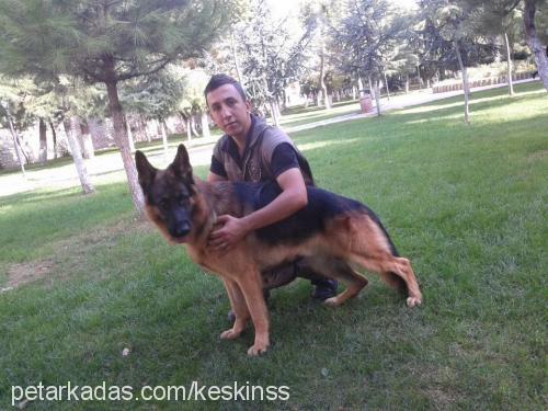 arthur Erkek Alman Çoban Köpeği