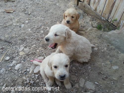 çıtırvemüdürüna Erkek Golden Retriever