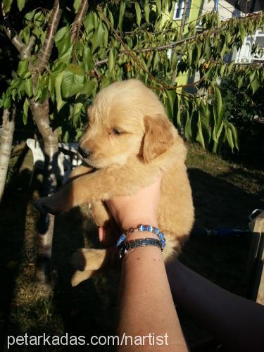 çıtırvemüdürüna Erkek Golden Retriever