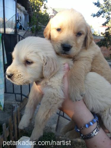 çıtırvemüdürüna Erkek Golden Retriever