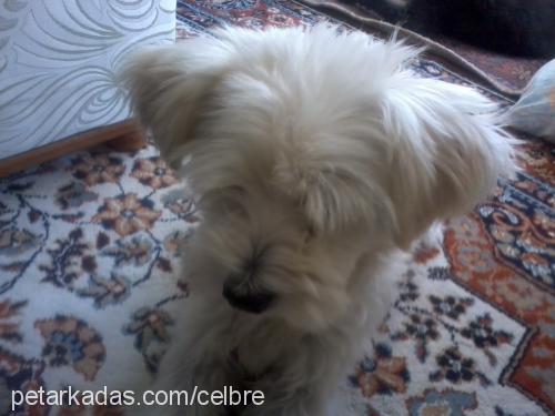 Çİko Erkek Bichon Havanese