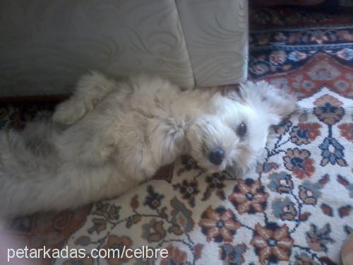 Çİko Erkek Bichon Havanese