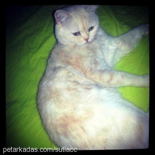 sütlaç Erkek British Shorthair