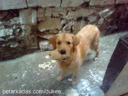 duke Erkek Golden Retriever