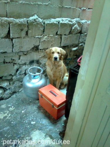 duke Erkek Golden Retriever