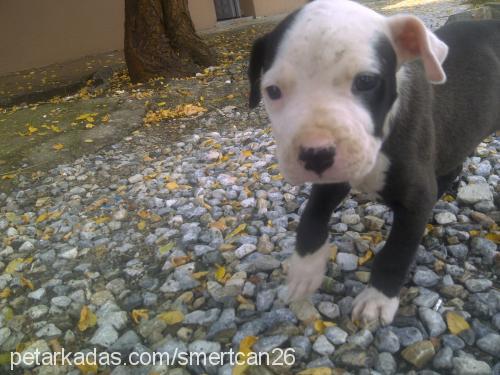 haydar Erkek Amerikan Pitbull Terrier