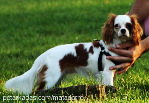 lady Dişi Cavalier King Charles Spanieli