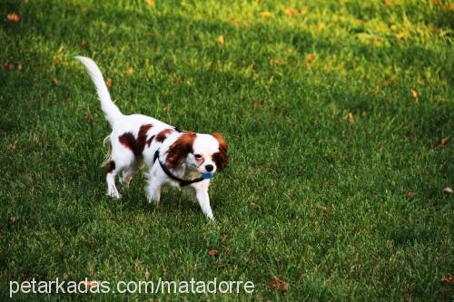 lady Dişi Cavalier King Charles Spanieli