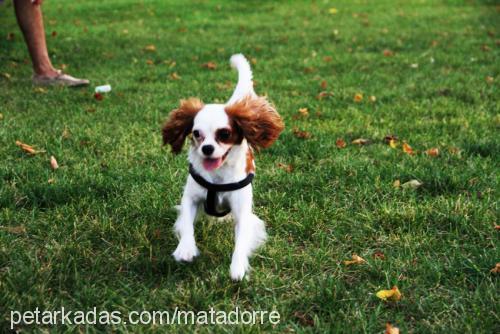 lady Dişi Cavalier King Charles Spanieli