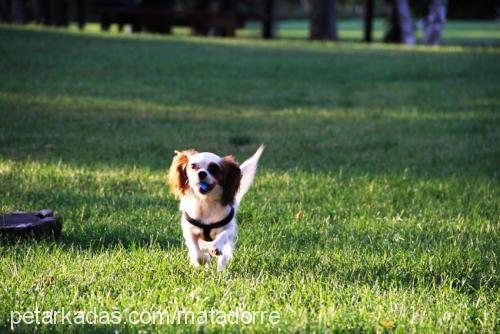 lady Dişi Cavalier King Charles Spanieli