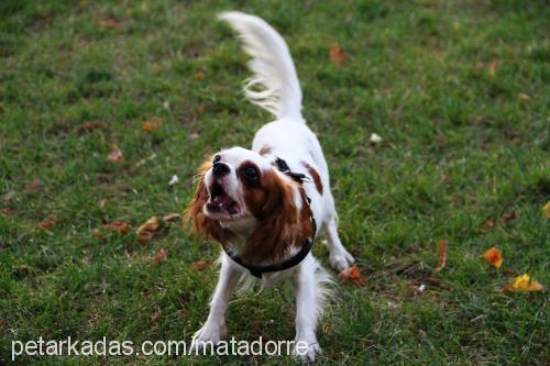 lady Dişi Cavalier King Charles Spanieli