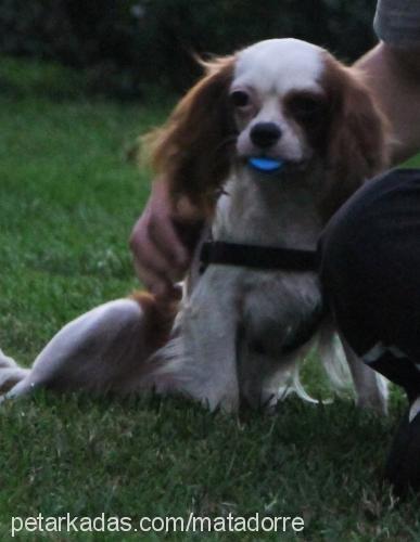 lady Dişi Cavalier King Charles Spanieli