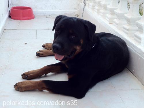 rott Erkek Rottweiler