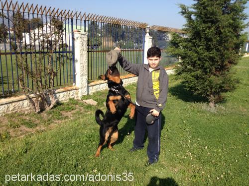 rott Erkek Rottweiler