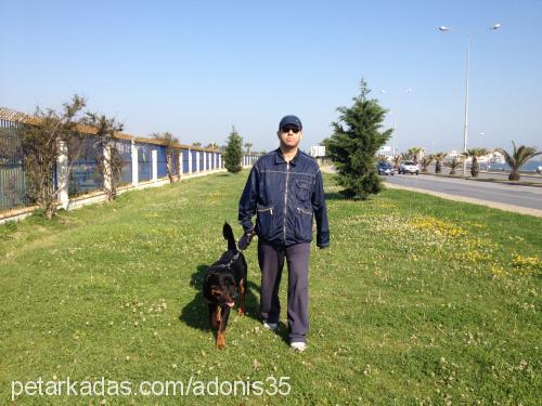 rott Erkek Rottweiler