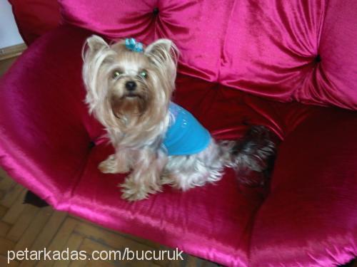 rocco Erkek Yorkshire Terrier